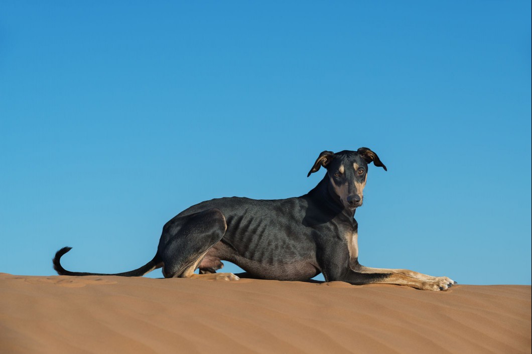 Black Sloughi laying down on top of sand dune.