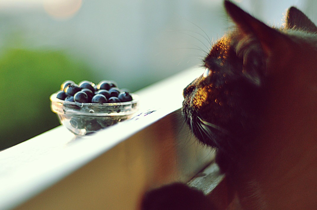 Cat looking at blueberries