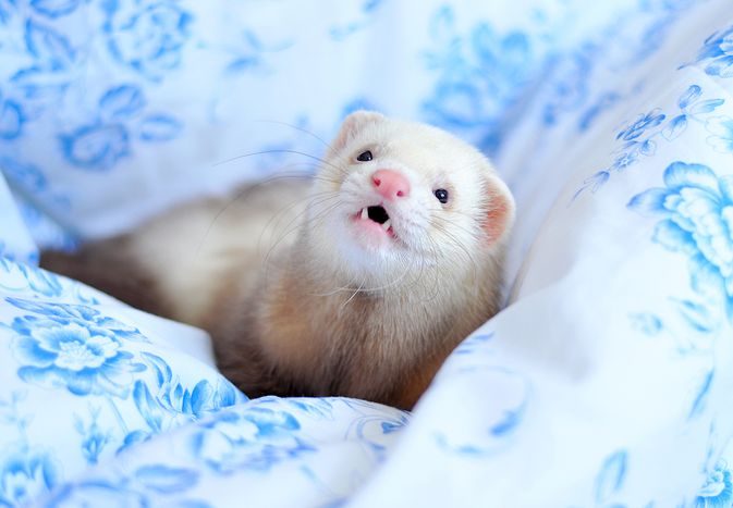 Coronavirus in Ferrets Coronavirus in Ferrets