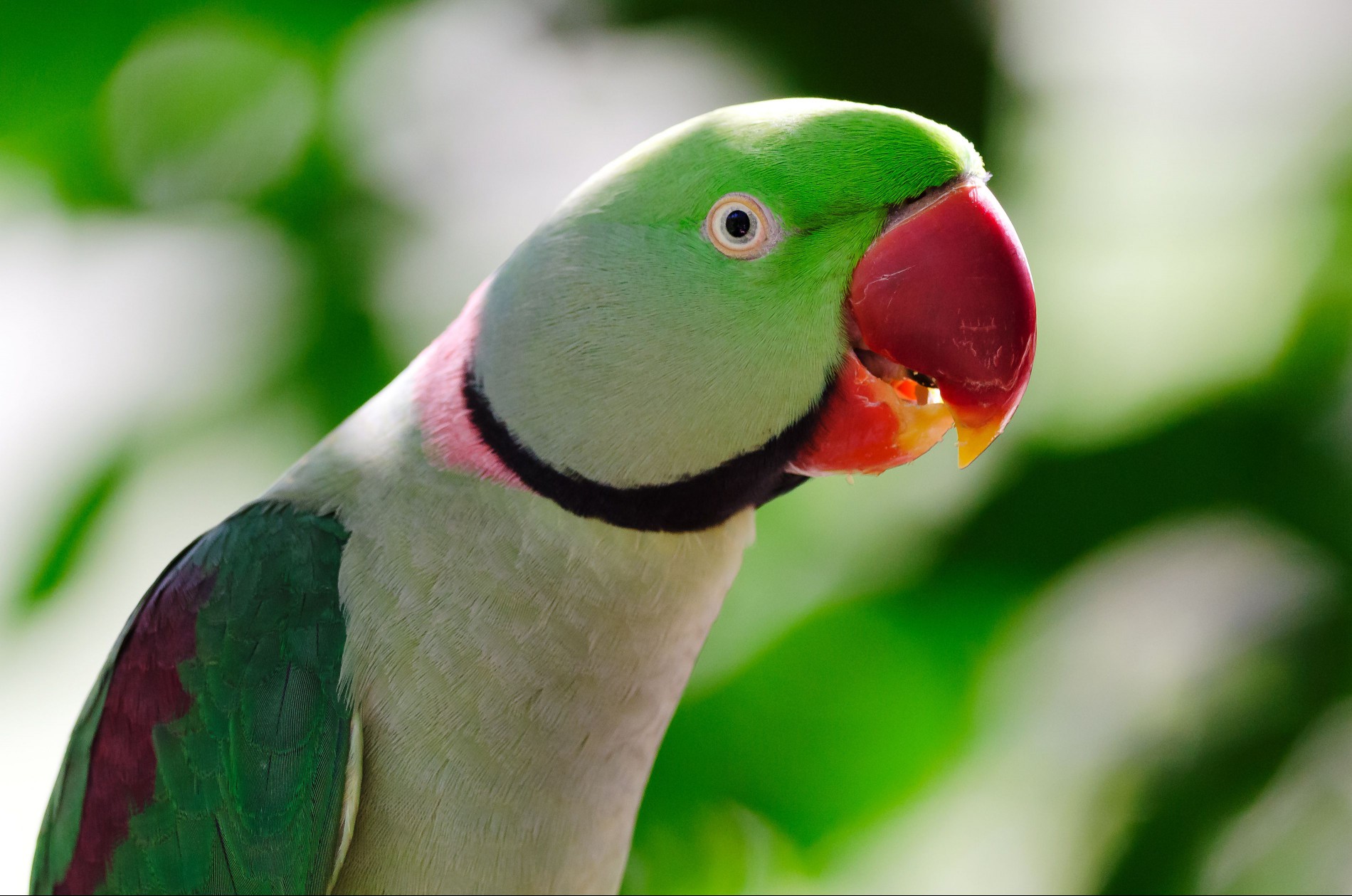 Indian ringneck parrot up close.