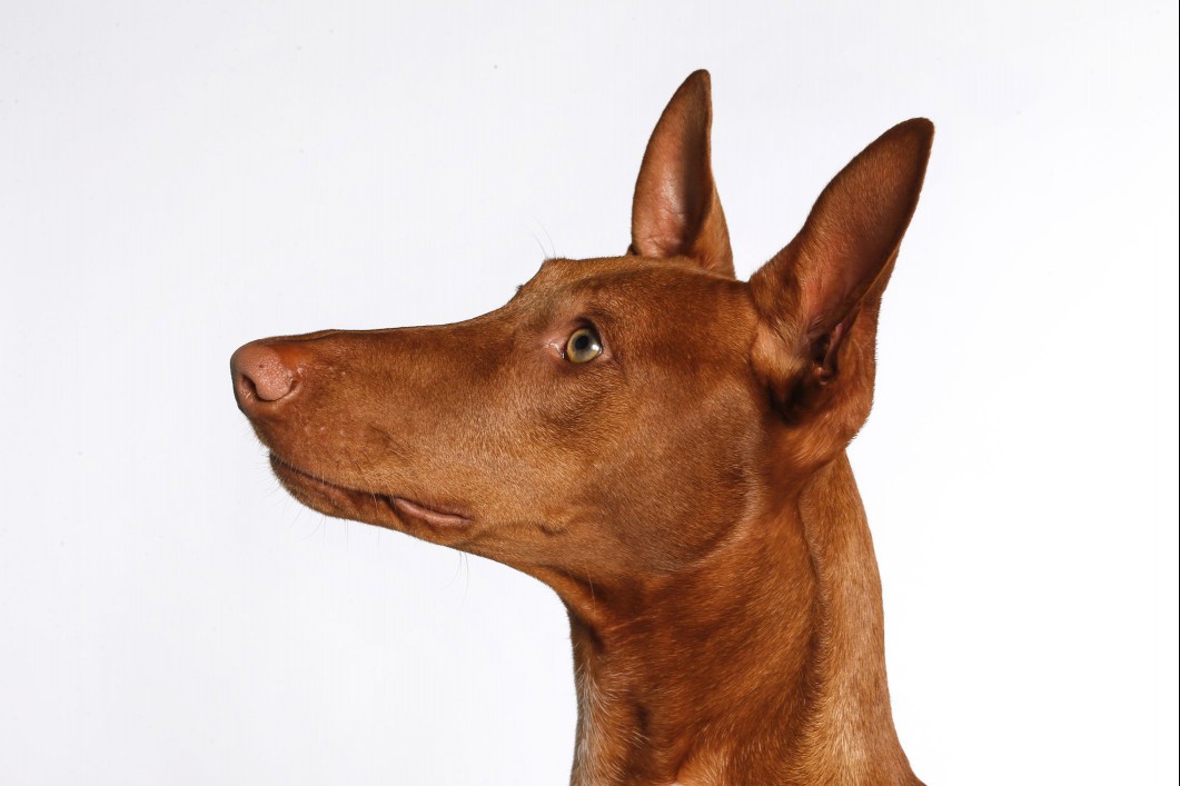 Pharaoh Hound up close