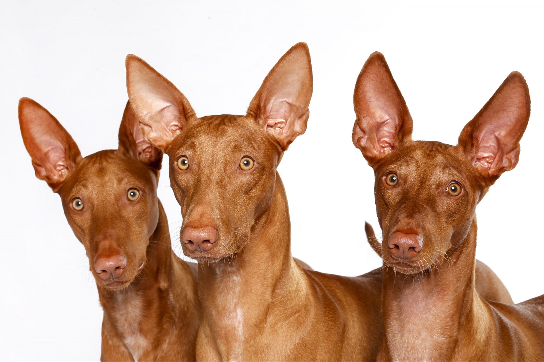 Pharaoh Hounds