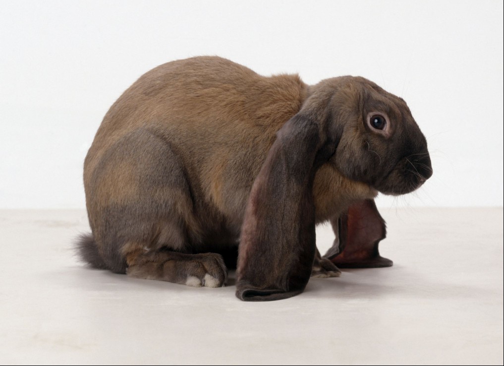 English Lop Rabbit