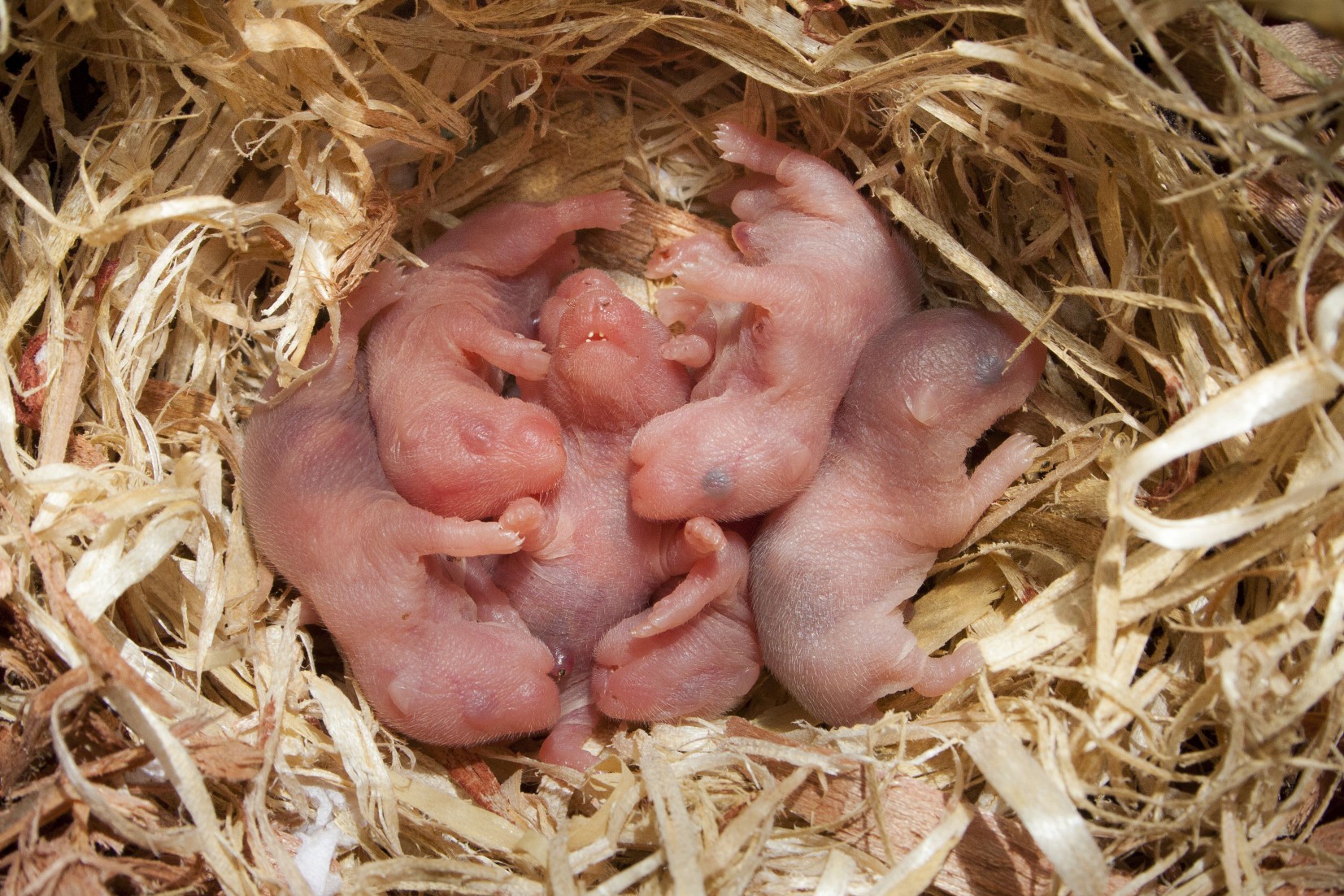 Pink newborn hamsters in a nest.