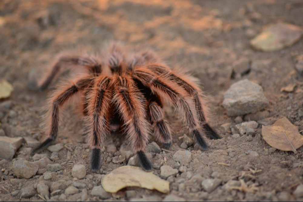 Chilean rose tarantula