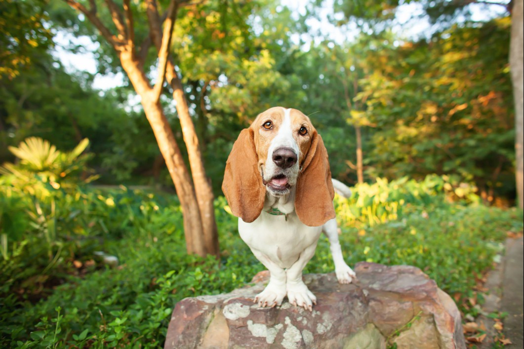 Basset Hound standing on rock