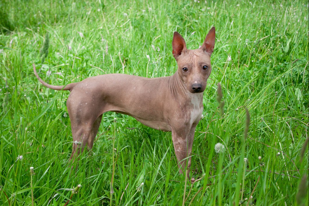 brown American hairless terrier standing in tall green grass