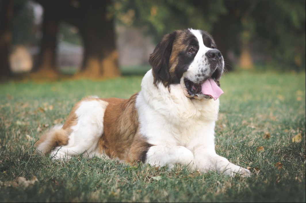 Saint Bernard sitting in grass