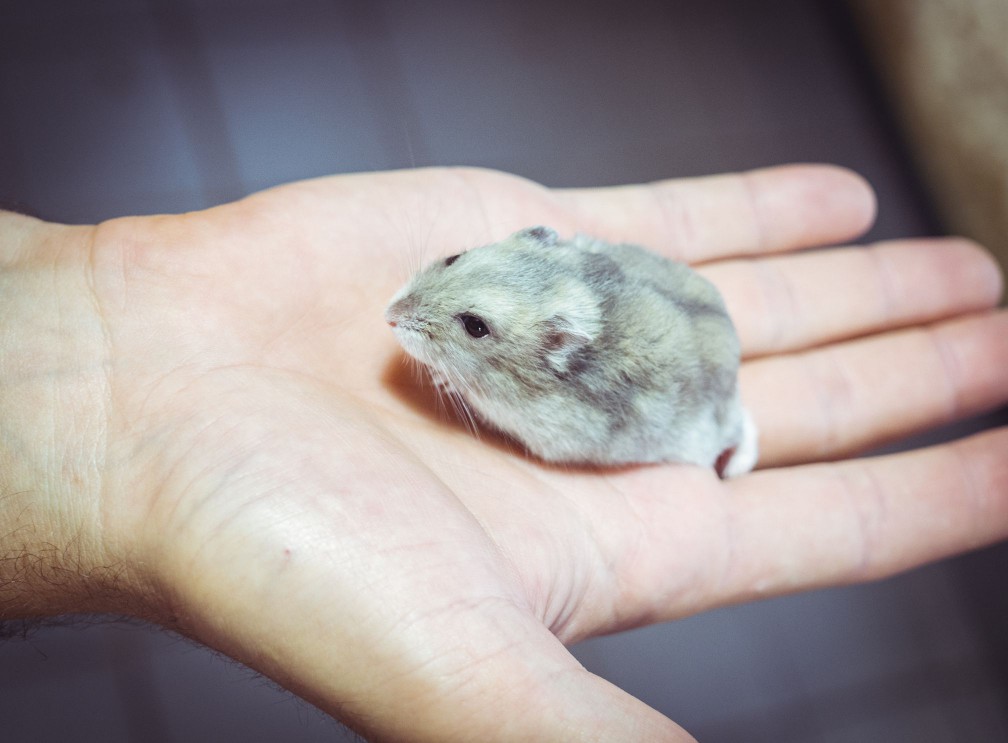 Chinese hamster