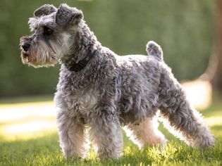 Miniature Schnauzer: Dog Breed Characteristics & Care