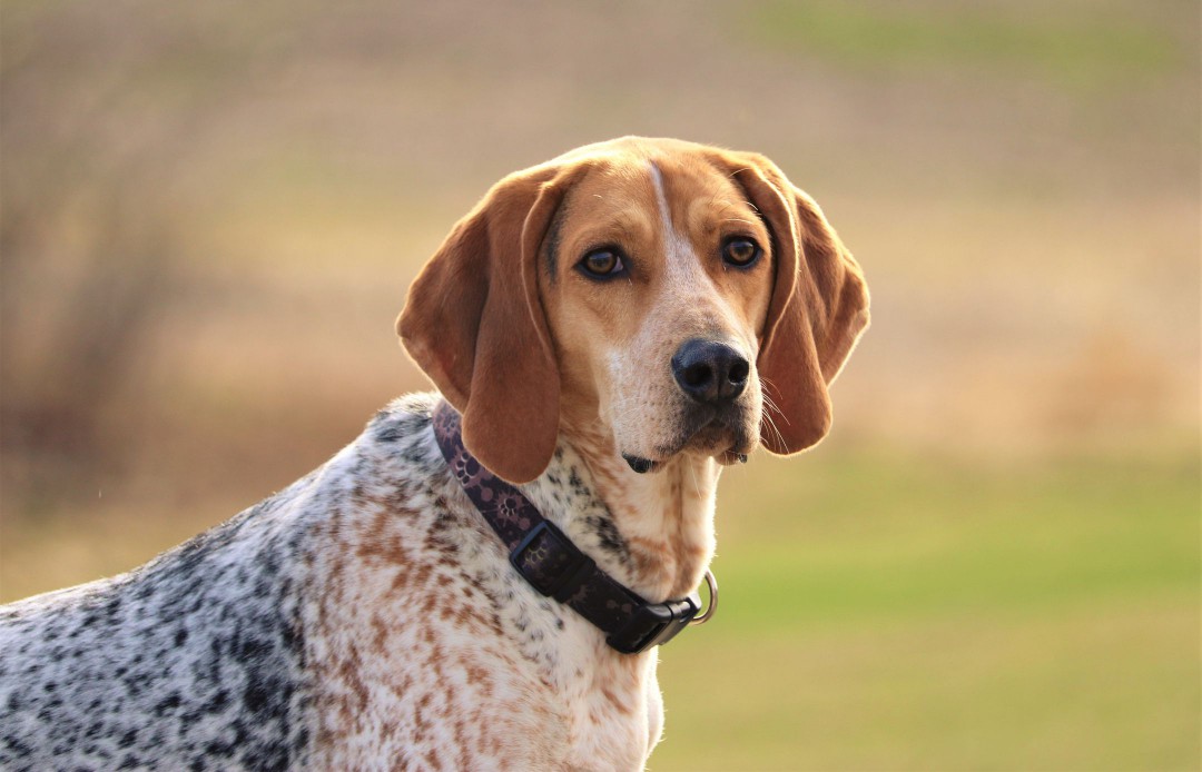 Brown and white Coonhound outside