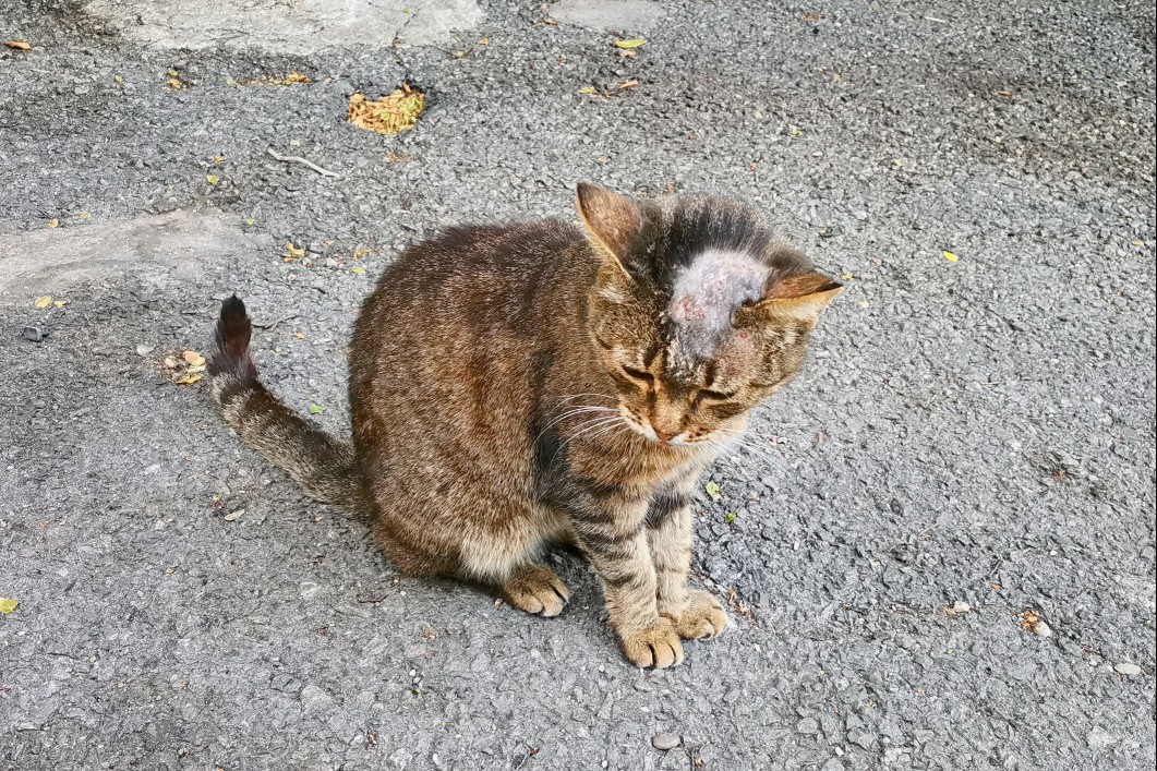 Cat with ringworm