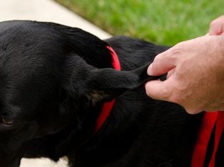 Why Is My Dogâs Ear Swollen? Causes and Treatment of Ear Hematoma