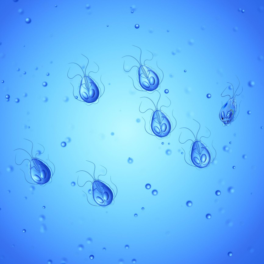 Giardia