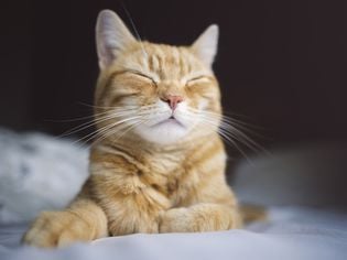 Infectious Diseases in Cats