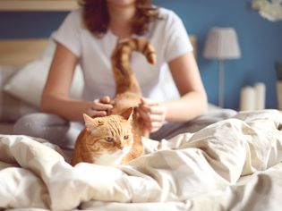 Feline Immunodeficiency Virus (FIV) in Cats
