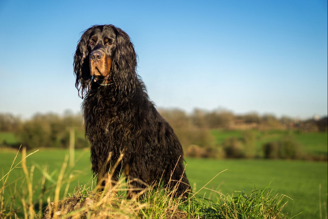 Gordon setter sitting in grass