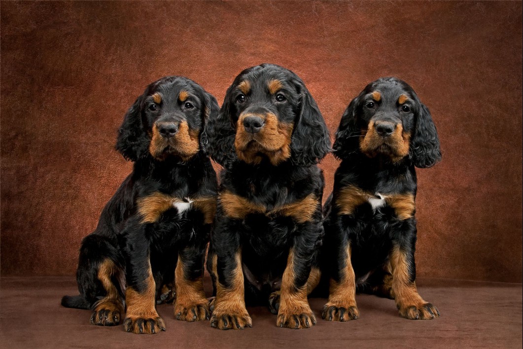 Three Gordon setter puppies