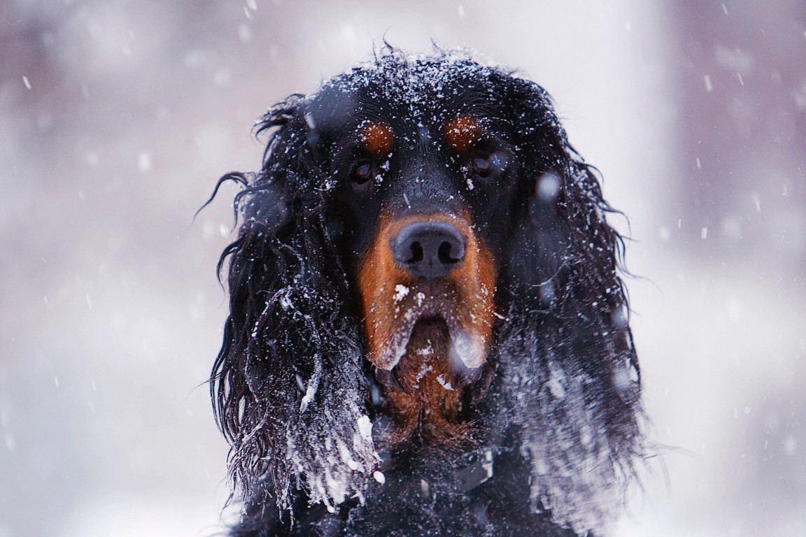 A Gordon setter headshot in the snow