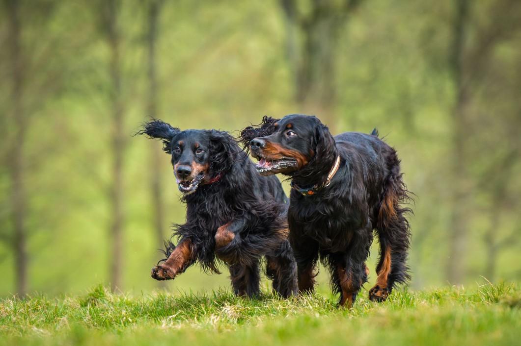 Two Gordon setters running