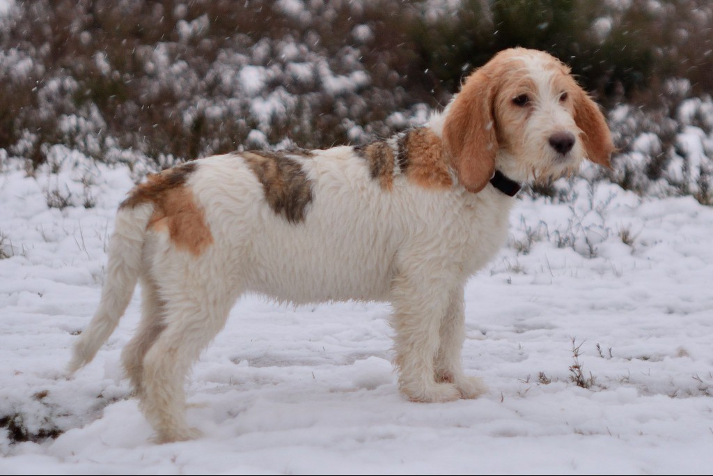 Grand Basset Griffon Vendeens standing in snow