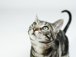 Are Cats Color Blind?