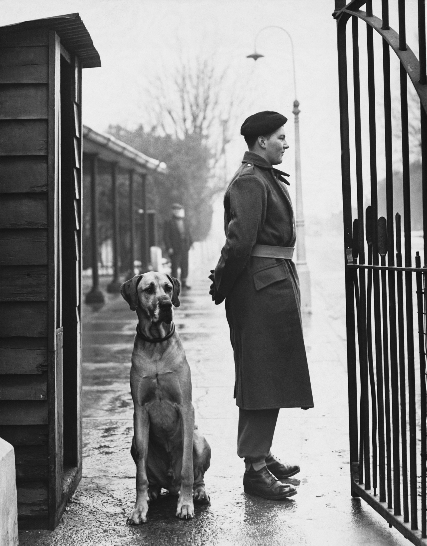 Great dane on guard duty