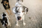 Great dane looking at camera with two dogs in background; great dane dog names
