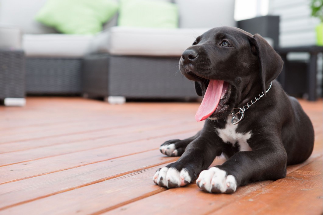 Great dane puppy
