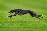 Black Greyhound running on grass