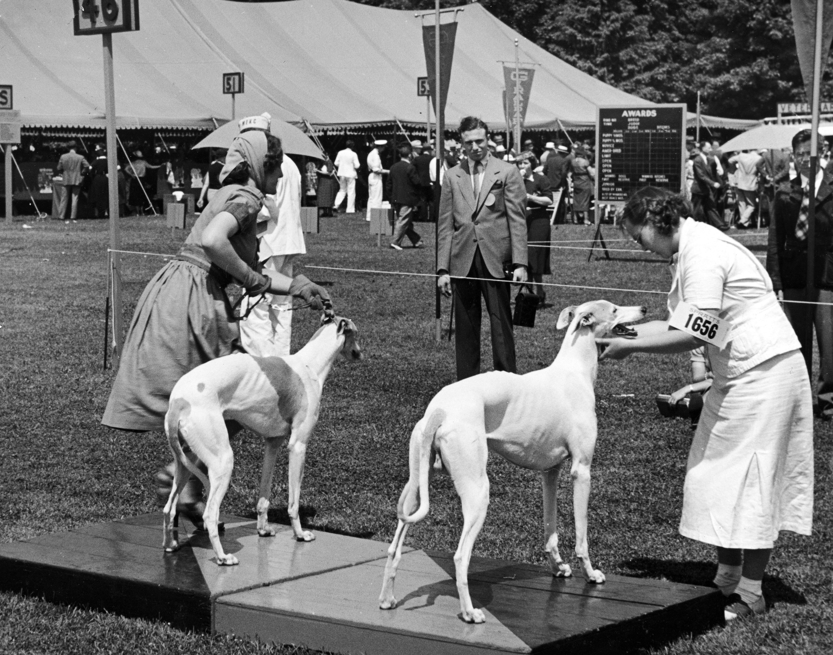 Greyhounds being judged at the Morris & Essex Dog show