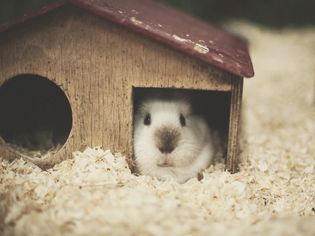 Guinea Pig Musts: Must Have and Must-Not Items
