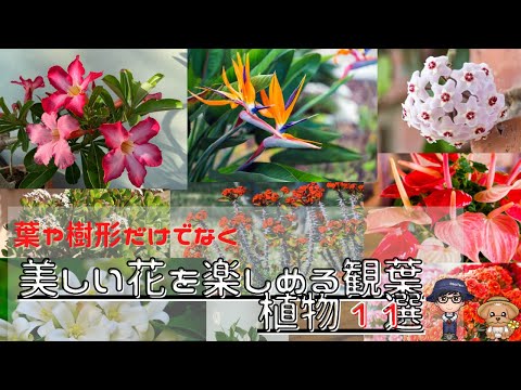 開花する熱帯植物を室内で育てるコツ：初心者でも失敗しない方法