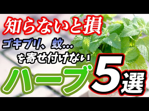 レモンの香りがする植物で庭を満たす！私が実践する失敗しない育て方とおすすめ品種7選