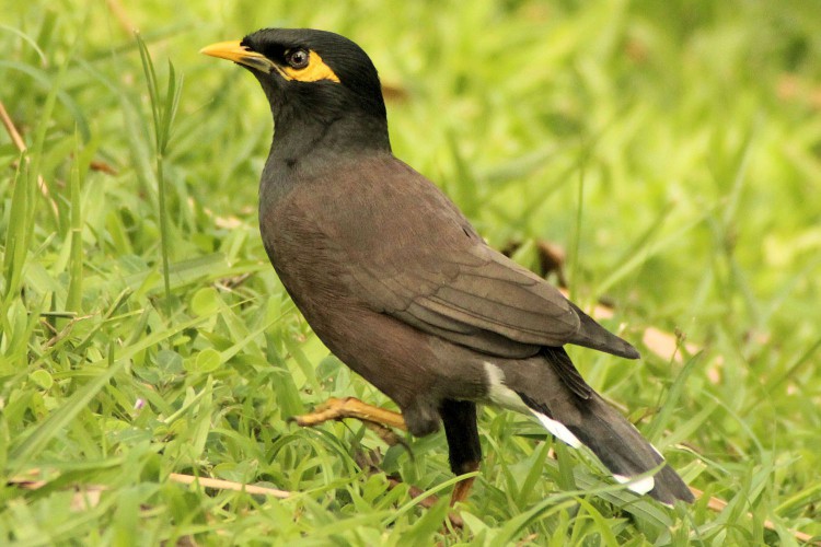 Common Myna