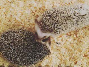 Hedgehog Bedding Options