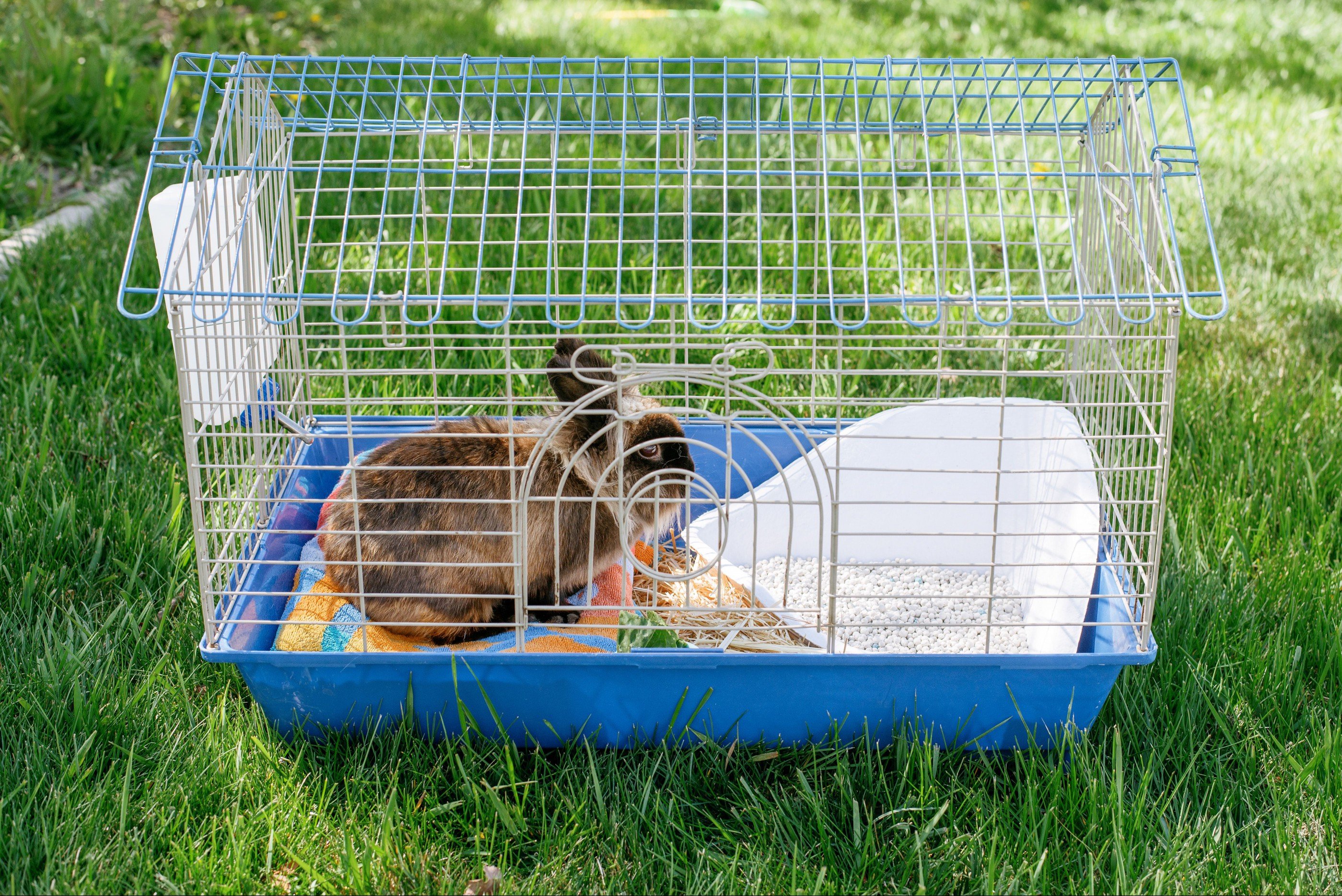 rabbit cage