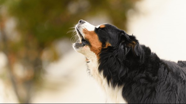 How Dogs Bark In Other Languages