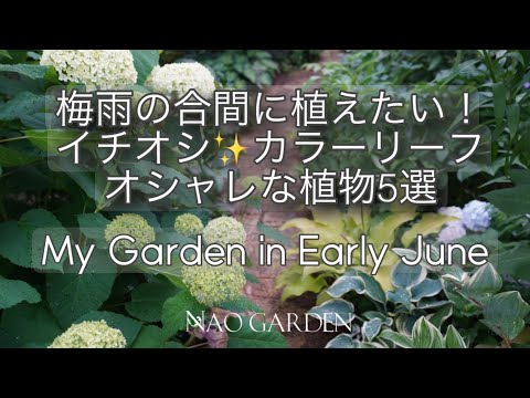花も葉も楽しめる斑入り植物5選