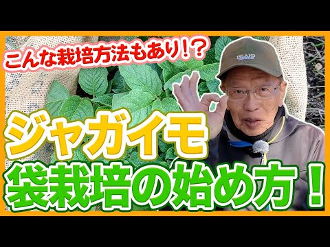 ラトケに最適なジャガイモの選び方、でんぷん質が秘密の鍵