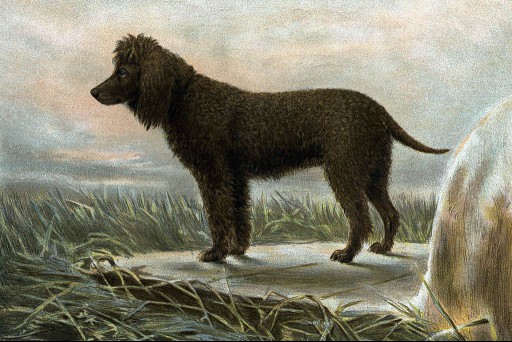 Painting (by Vero Shaw) of an Irish water spaniels, 1881
