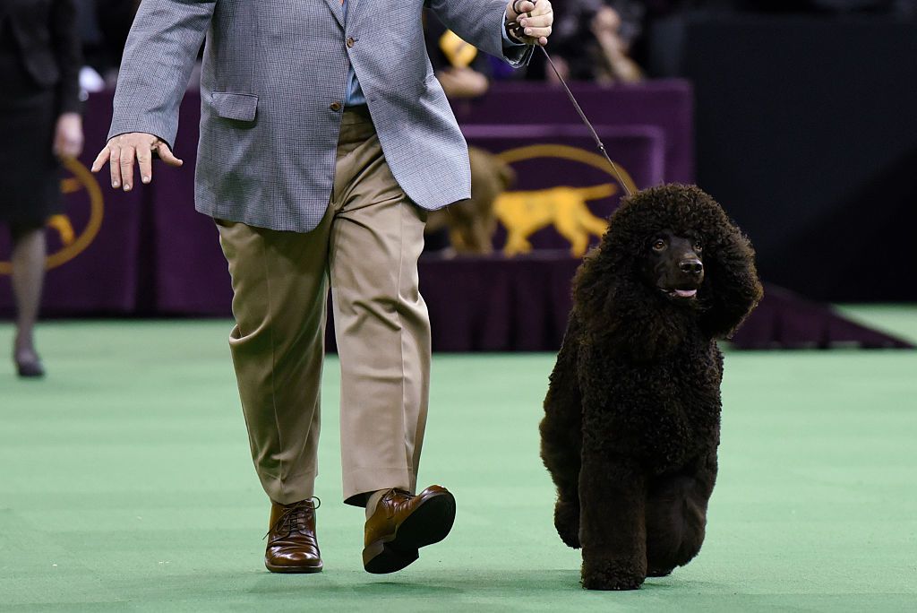 Irish water spaniel at Westminster in 2016