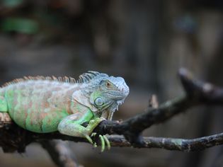 Iguana: Species Profile