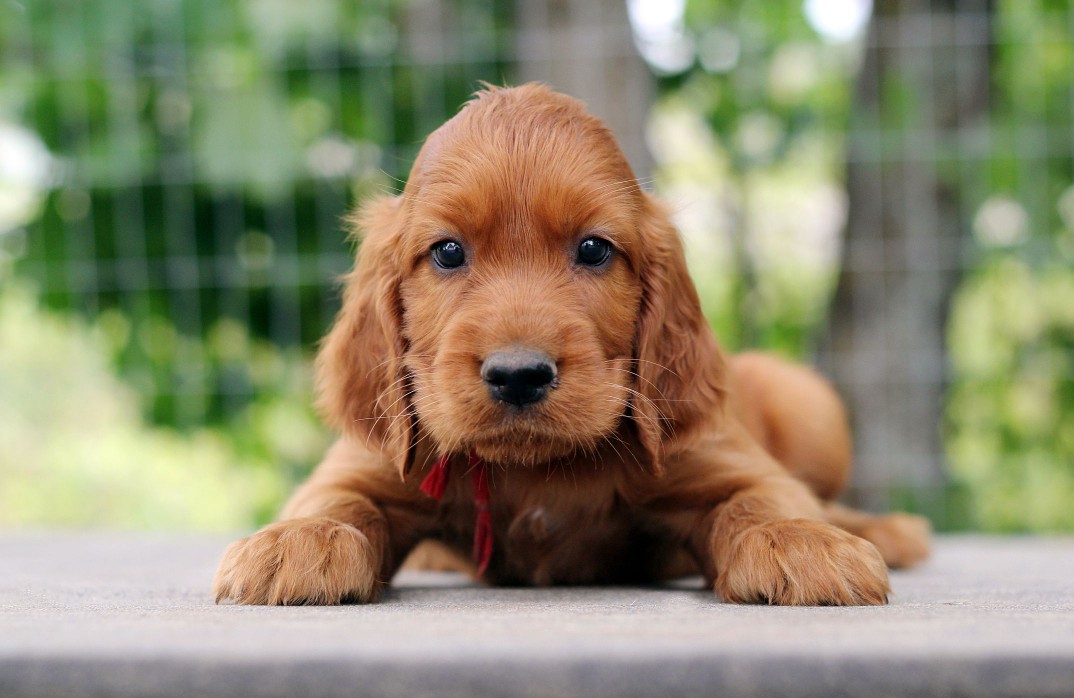 Irish setter puppy