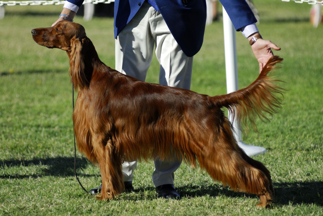 Irish setter in show ring