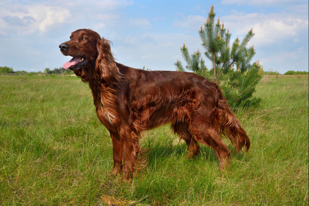 Irish setter in a field