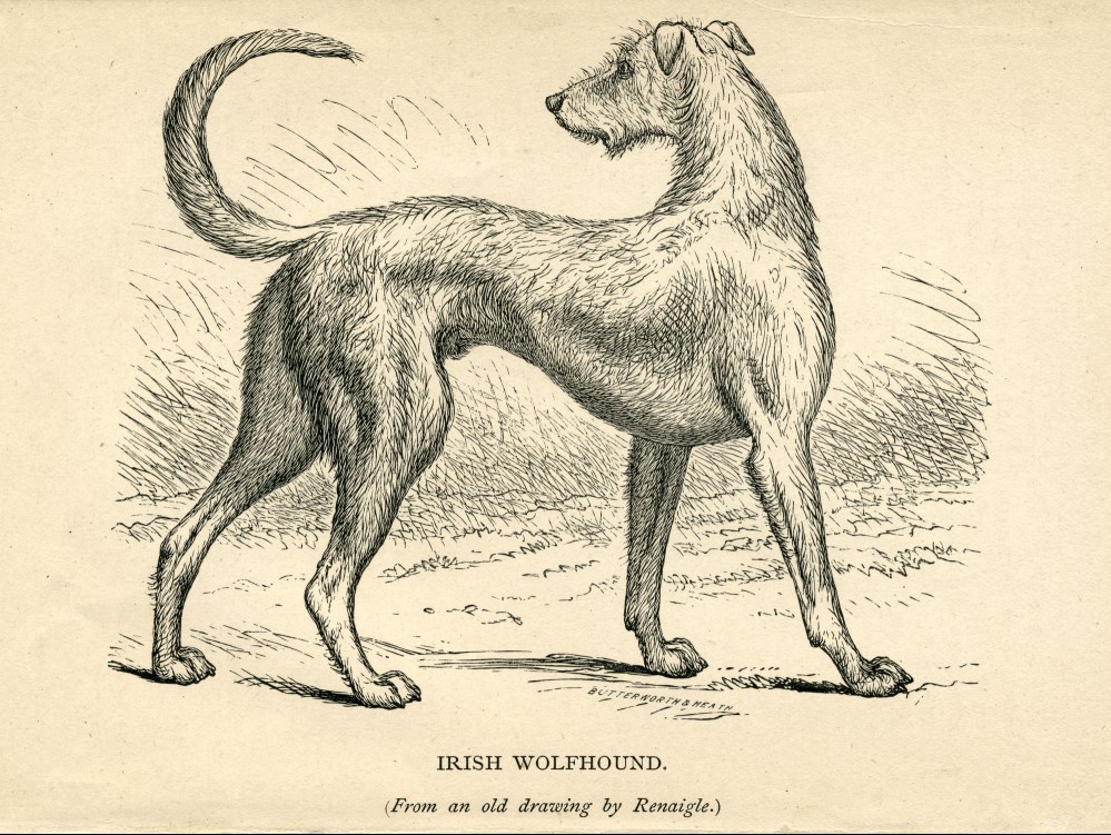 1879 engraving of Irish wolfhound in profile