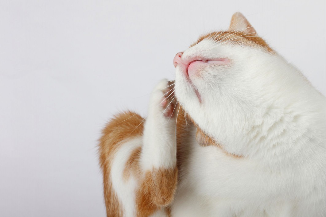 Cat scratching its ear