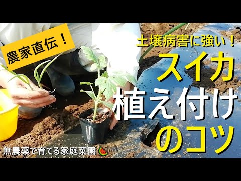 スイカのコンパニオンブランツ、実践者が教える失敗しない組み合わせとおすすめ5選