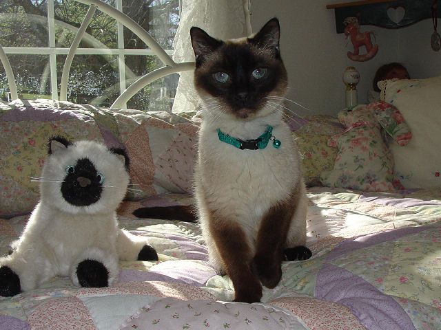 Picture of Siamese Cat Jada